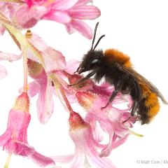 MYN Tawny Mining Bee 2 